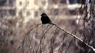 Hate Native Name "Вьюга"