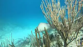 South Florida Diving