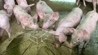 I haven't taken a shower yet, see a picture  Very ugly one by one 😝😝😝🐷🐷🐷