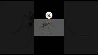UPBGE - Mosquito Common House (Animated)
