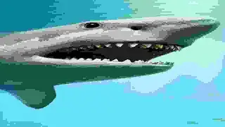 ЭТО РЕАЛЬНО МЕГАЛОДОН!!!!!!