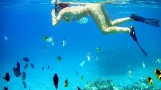 Рыба Игла в красном море!