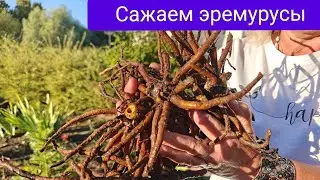 Осенняя посадка эремурусов