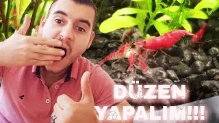 KARİDES AKVARYUM DÜZENİ 