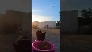 Drones and Kitties. Helping Homeless Animals