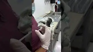 Baby Monkeys Drink From a Syringe #animalrescue #cute #monkeys