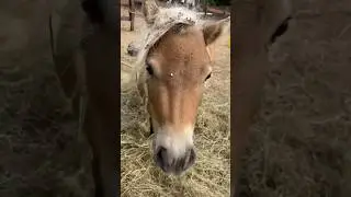 А вы любите длинные гривы или стриженых лошадей?)