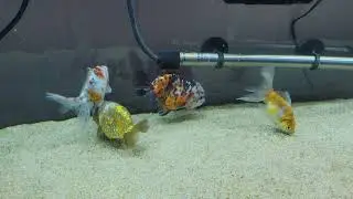 got a new ranchu from goldfish island but ran into a problem
