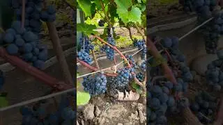 Сибирский урожай 🍇