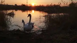 Lake sunset with the white swans