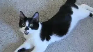 Что будет если кормить кота чем попало