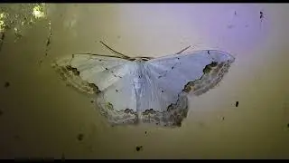 Scopula ornata lace border