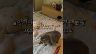 야생동물을 구조했을 때 반려동물처럼 애정을 주면 안되는 이유