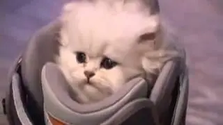 little kitty, big meow