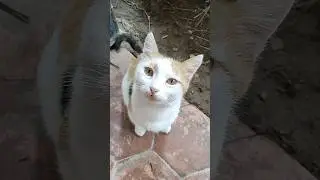 Yedi yedi doymadı.. Meğer hamileymiş... Afiyet olsun güzel kız... #cats