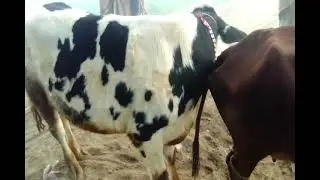 Cow meeting first time video//2021
