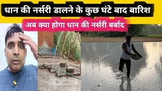 Arize 6444 gold dhaan kheti |nursery|dhan narsari | 6444 गोल्ड धान की नर्सरी डालने बाद बारिश हो गई ?