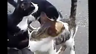 cat -Clip2