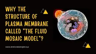 Why the structure of plasma membrane called 