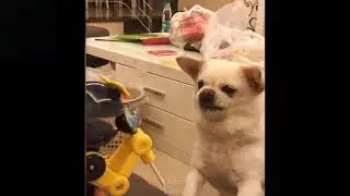 💗Cute And Funny Pets | Try Not To Laugh To These Pets Compilation #7💗 Cutest Lands