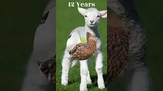 Life Span of  Farm Animals #trending #viral #youtubeshorts