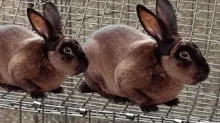 Cinnamon Rabbit | Siamese Cats of the Rabbit World