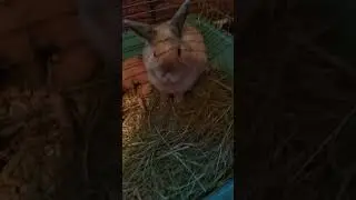 Я Ванечка.Кролик декаротивный.