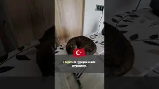 ГЛАДИТЬ ПО-ТУРЕЦКИ 