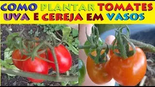 como plantar tomates cereja e uva em vasos guia completo e definitivo