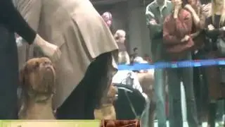 Лавли Фром Бордо Лике