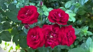 Розы в моем саду. Отдых для Души. Садовая Терапия.💐