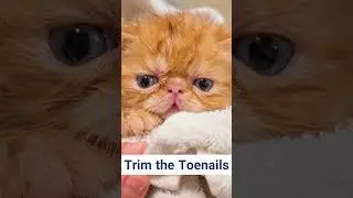 Tips for bathing a cat #shorts