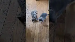 brave happy kittens