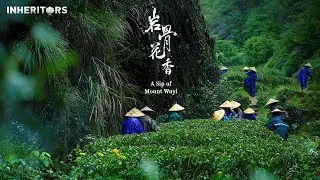A Sip of Mount Wuyi