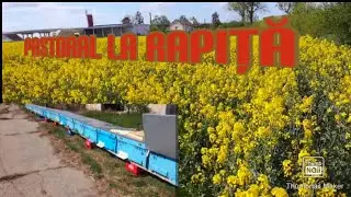 Pastoral la rapiţa «Stupina Ciuş»