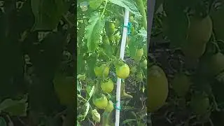 #shorts/Дождь/Ливень в деревне