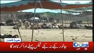 8pm News Headlines |  20 Jun 2020 |  Rohi