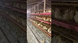 Gallinas Ponedoras🥚🔥