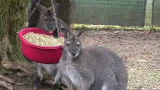 Zoo al Maglio prima parte
