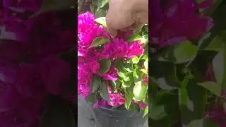 begonvil bakımı