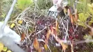 Комбайн для сбора клюквы