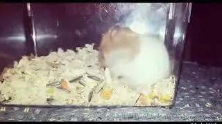 골든햄찌  부비의 뿍뿍이 춤ㅋㅋ🐹