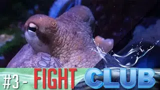 Fight Club - Le poulpe qui frappe les poissons - Clin d'Oeil #3