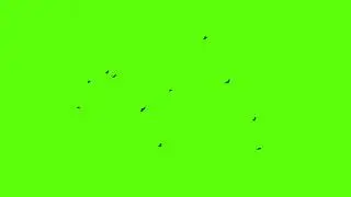bird flying effect green screen video chroma key