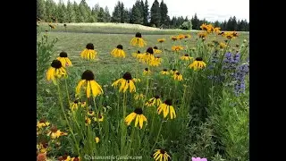 Pollinator Garden Tour: Everyone Can Grow a Garden (2020) #25