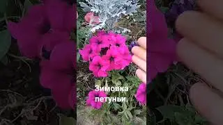 Первый способ схранить петунью до весны.