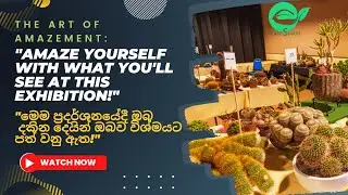 Cactus & Succulent exhibition පතොක් පැල ප්‍රදර්ශනයක්