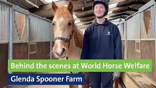 Behind the scenes at World Horse Welfare Glenda Spooner Farm
