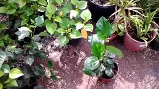 fotos de plantas y videos 082