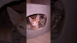 Рони и Дейзи #cat #котки #catbaby #котик #котята #кот #catkitten #kitten